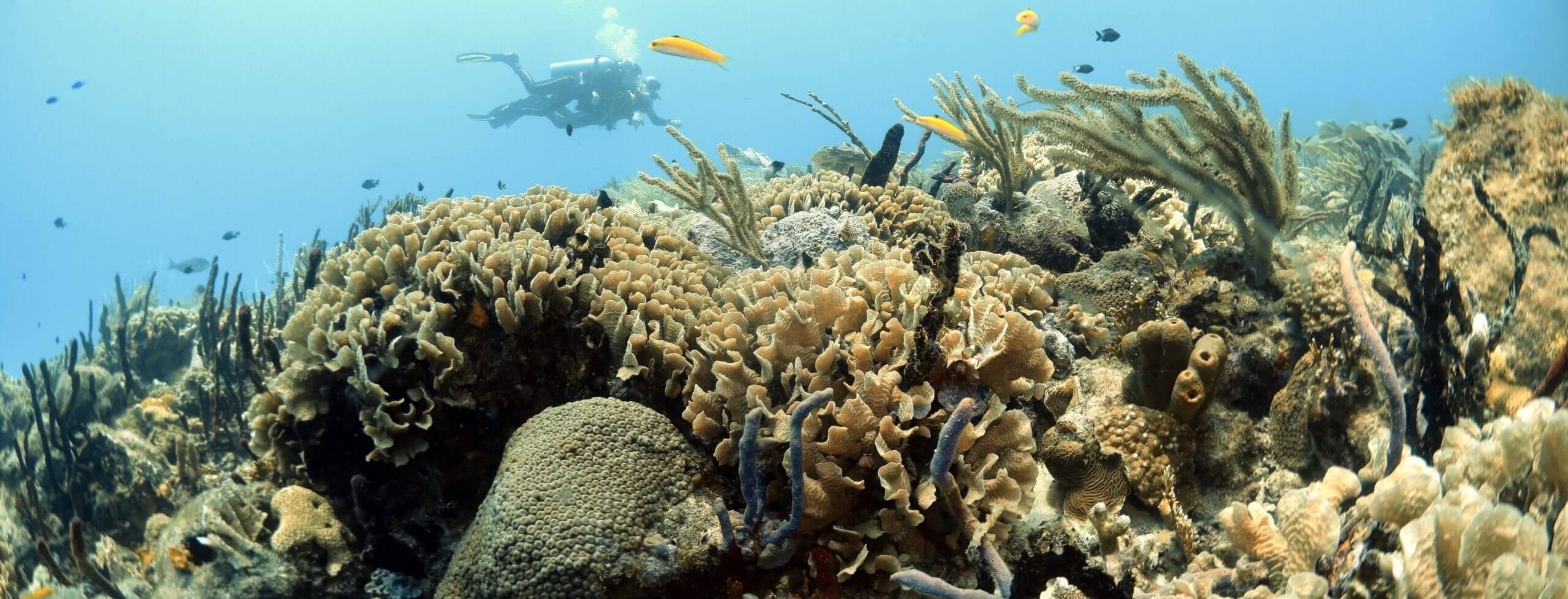 Beginner's Guide to Scuba Diving: Your Discover Scuba Diving Day Experience