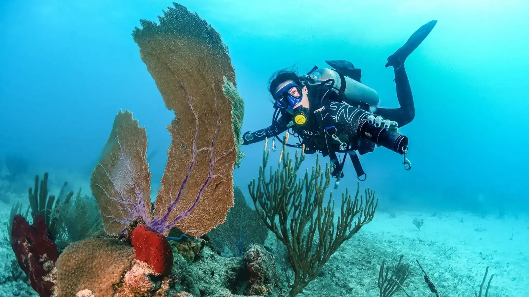 Choosing the Right Scuba Diving Certification: A Comparison Guide