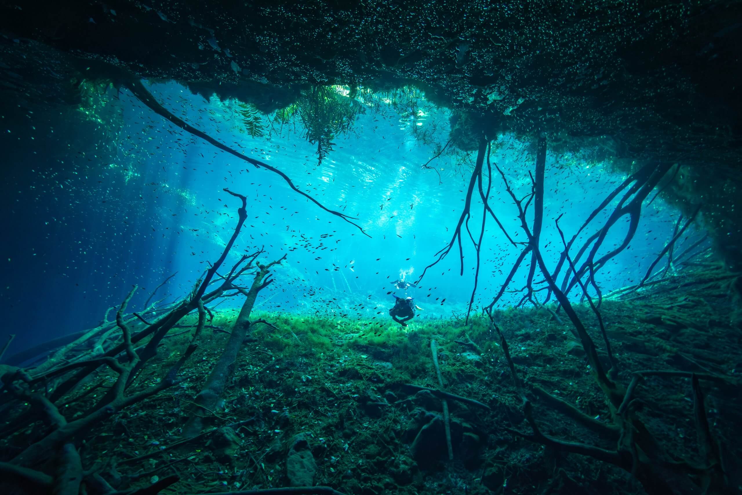 What to Expect on a Full Day Cenote Diving Trip from Playa del Carmen